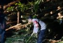 Putus Akses Jalan Warga, Polsek Nanggung Evakuasi Pohon Tumbang