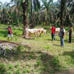 Dengan Wajah Bonyok Habis Dihajar Massa SB, Satu dari Dua Pelaku Pencurian Lembu di Tinggi Raja, Diserahkan ke Polisi
