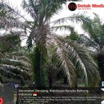 Lahan Sawit di Tanjung Rising Kecamatan Dendang Berada Dalam Kawasan Hutan Lindung Ketua DPD Laskar Anti Korupsi Indonesia Angkat Bicara