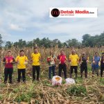 Wujudkan Ketahanan Pangan, Polsek Kelapa Kampit Laksanakan Panen Raya Jagung di Desa Mayang