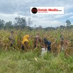 Dukung Ketahanan Pangan, Bhabinkamtibmas Desa Padang Bersama Kelompok Tani Budi Karya Laksanakan Panen Jagung