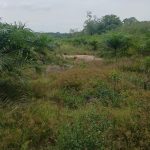 Misteri 2,8 Hektar di Tahun 2023, Mafia Tanah Kawasan Hutan 2026 Menjadi Perkebunan Sawit