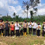 Kelompok Tani Sarimukti Sukses Tanam Jagung, Panen Dihadiri Unsur Muspika Kecamatan Pamarican