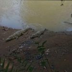Warga Bantaran Ciseel di Buat Resah Dengan Video Penampakan Buaya