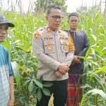 Dari Lahan Jagung Menuju Swasembada Pangan, Kapolsek Darangdan Kawal Petani Wujudkan Panen Berkualitas