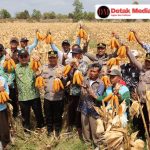 Panen Jagung Hibrida di Desa Gantung Kapolres Belitung Timur : Sinergi Bersama Wujudkan Ketahanan Pangan Belitung Timur